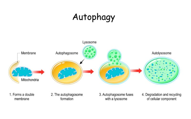Autophagy process diagram